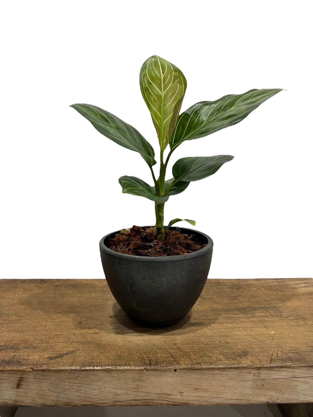 アグラオネマ ブラック リップスティック「Aglaonema Black Lipstick」7