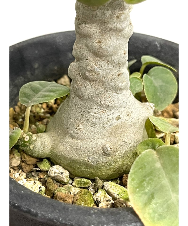 ドルステニア フォエチダ 'FAT MAN' 「Dorstenia foetida 'FAT