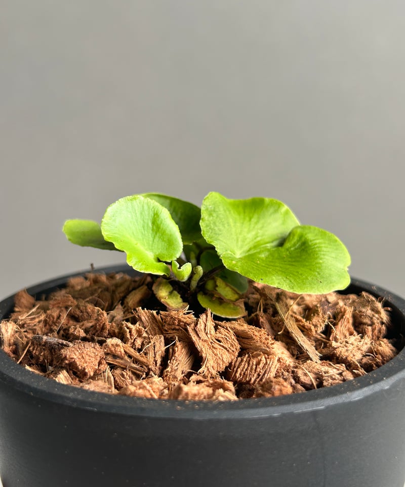 アスプレニウム デラバイ (フランチ) コペル 「Asplenium delavayi (Fr