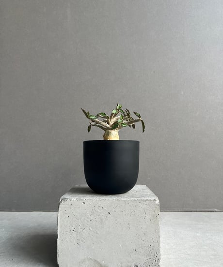 CATEGORY Plants | SHOUCHIKUEN