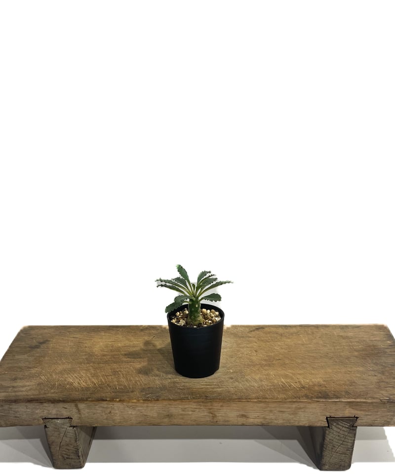 ドルステニア ラブラニー 「Dorstenia lavrani」4/26-378 | SHOU