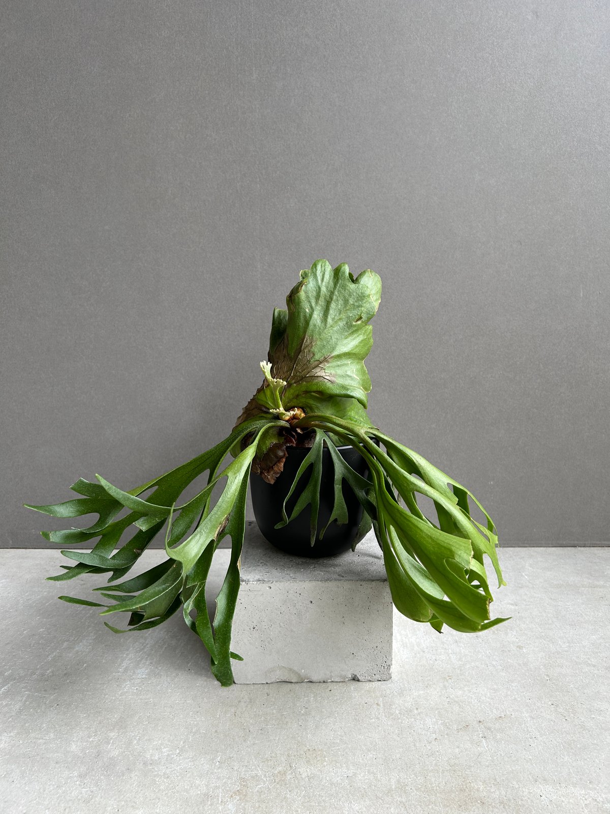 ビカクシダ キッチャクード細葉 「Platycerium kitshakood thin l