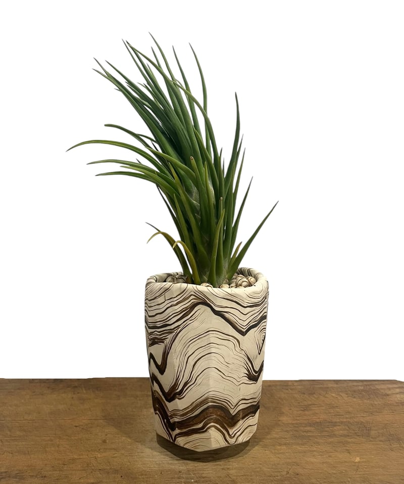 ティランジア ジョエルズ ツイスト シスター + pmp 「Tillandsia