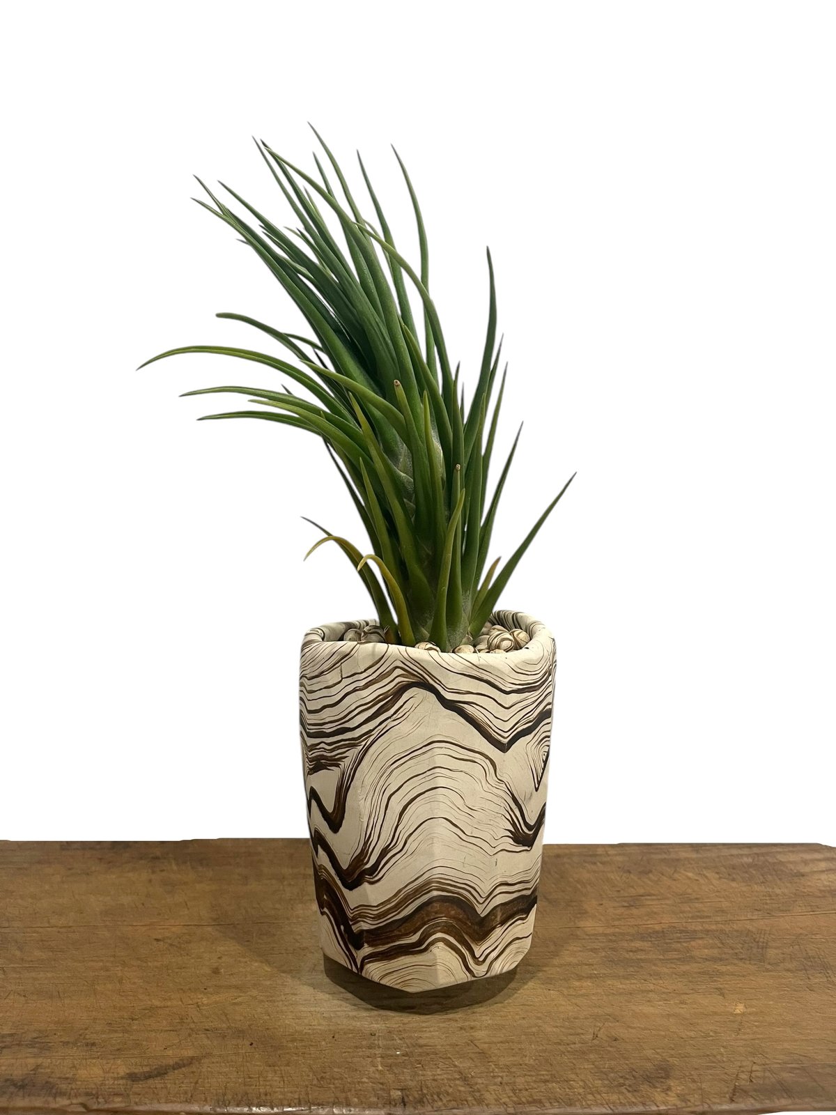 ティランジア ジョエルズ ツイスト シスター + pmp 「Tillandsia Joel's