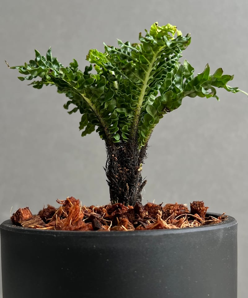 ブレクナム ギッバム ドワーフ 「Blechnum gibbum Dwarf 」100B |