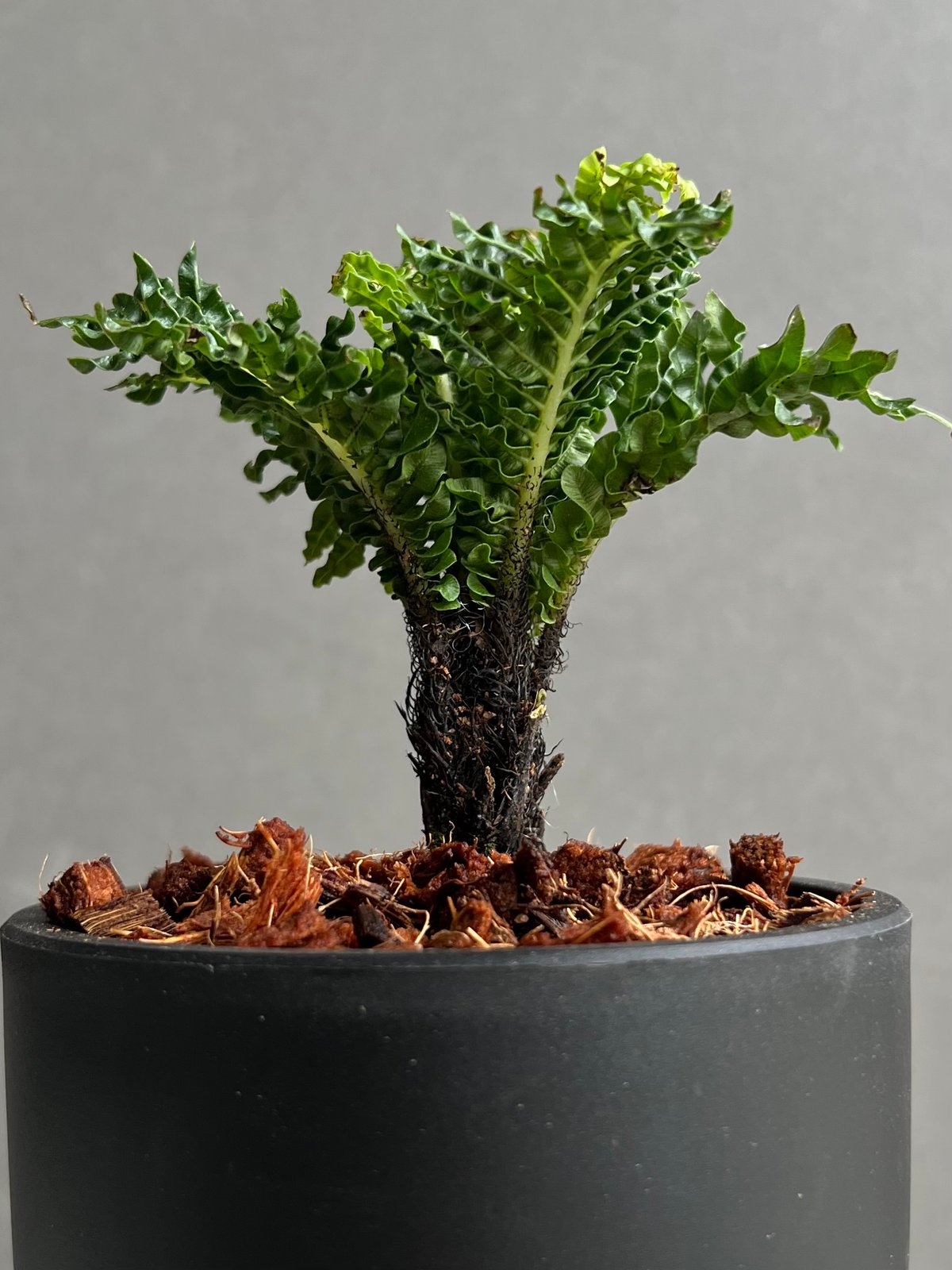 ブレクナム ギッバム ドワーフ 「Blechnum gibbum Dwarf 」100B