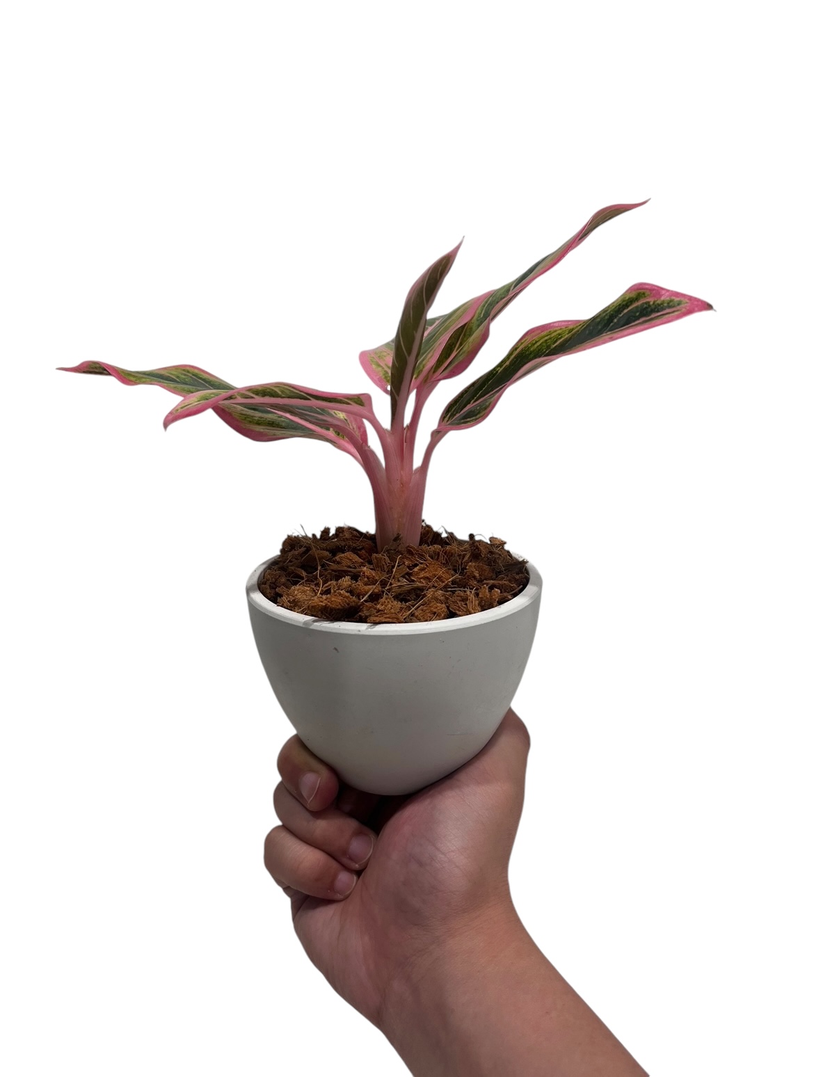 アグラオネマ ロータス デライト 「Aglaonema Lotus Delight