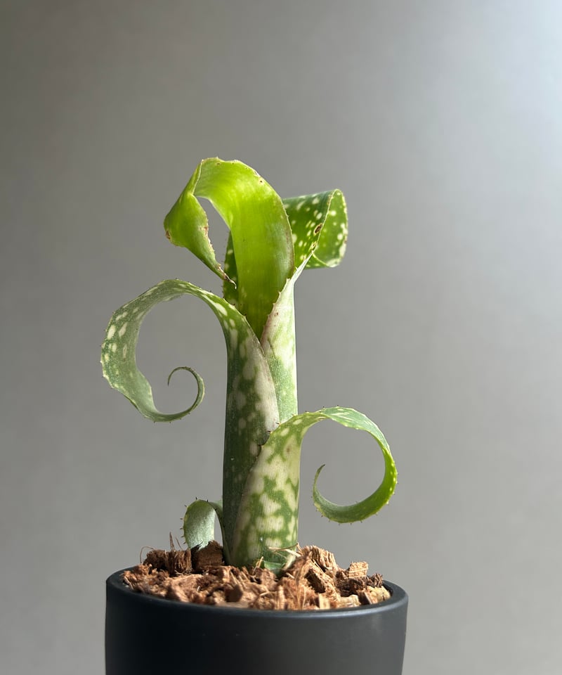 ビルベルギア レプトポーダ 「Billbergia leptopoda」14L | SHOUC