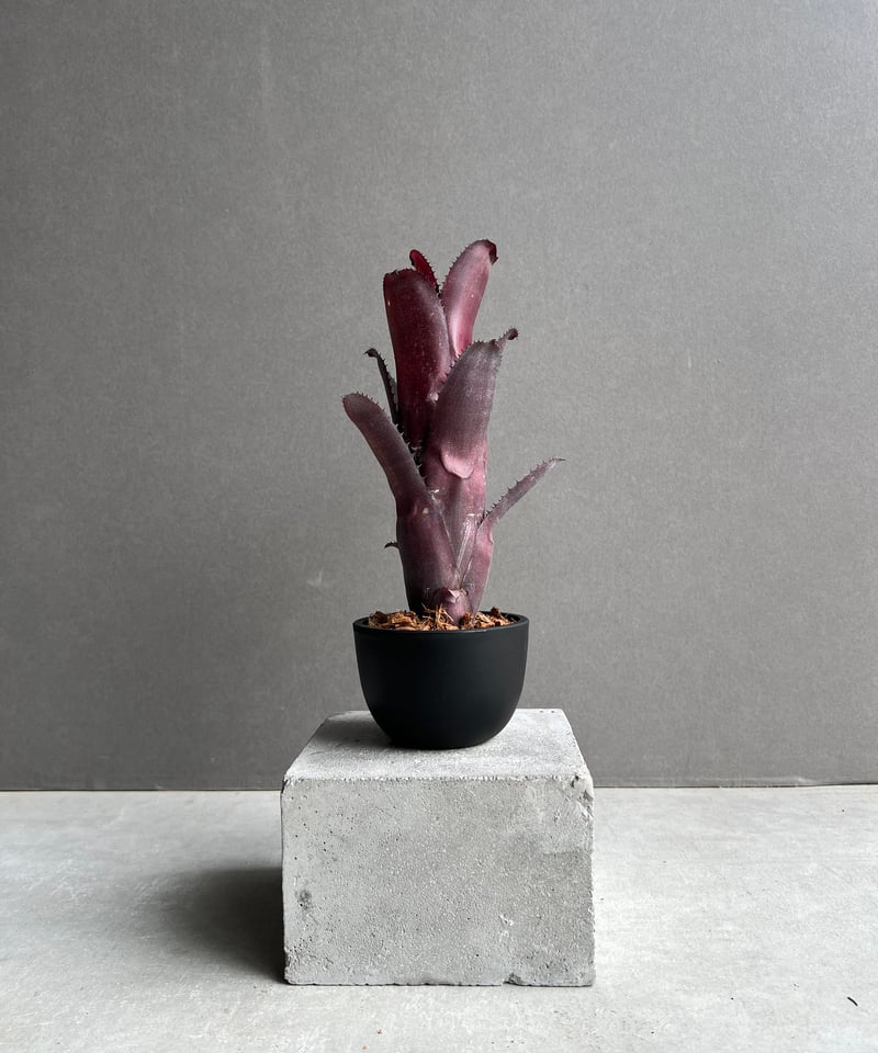 ビルベルギア オーバージーン 「Billbergia Aubergine」19C | SHOU