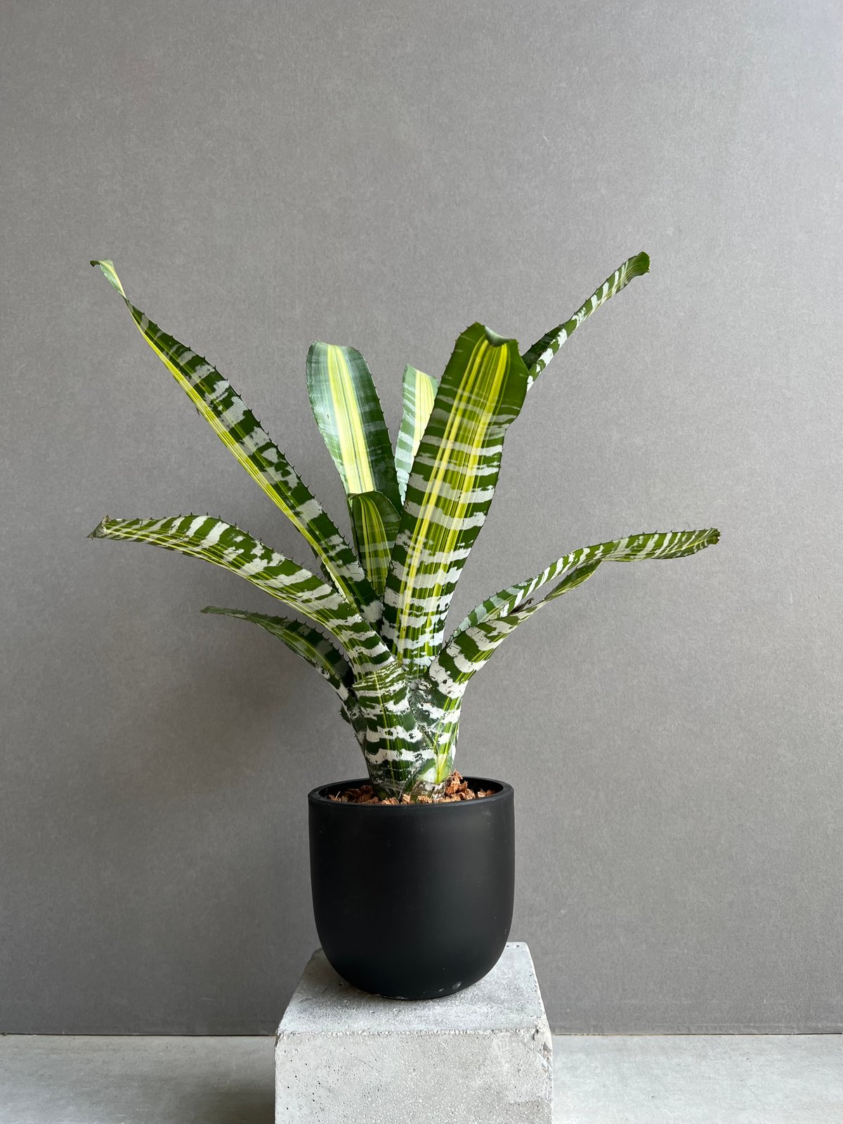 エクメア チャンティニー サムライ「Aechmea chantinii Samurai