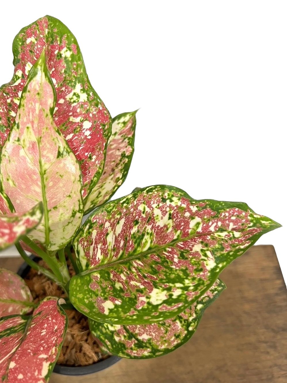 アグラオネマ アンヤマニー トリカラー「Aglaonema Unyamanee Tricolo