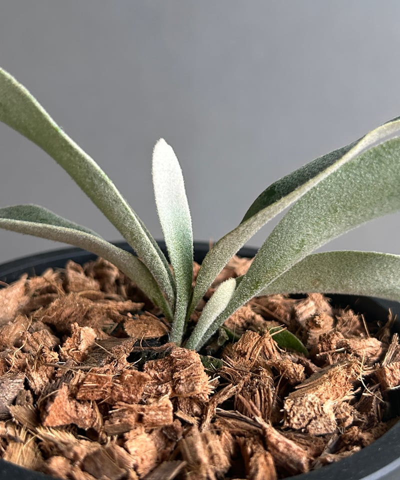 ビカクシダ ベイチー パンシーダ 板付け 【公式通販】