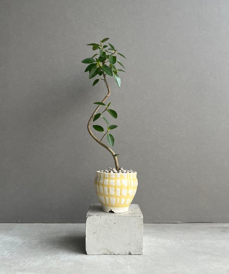 CATEGORY Plants | SHOUCHIKUEN