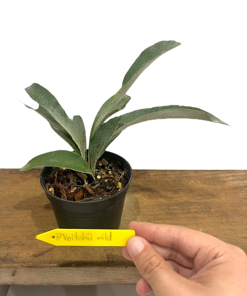 ビカクシダ【veitchii wild vp#10 】 ビーチー 長期養生株 ビカクシダ