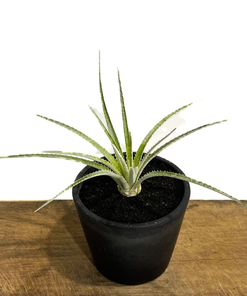 シンコラエア バールマルクシー「Sincoraea burle-marxii」2/3 シンコラエア バールマルクシー「Sincoraea burle-marxii」2/3