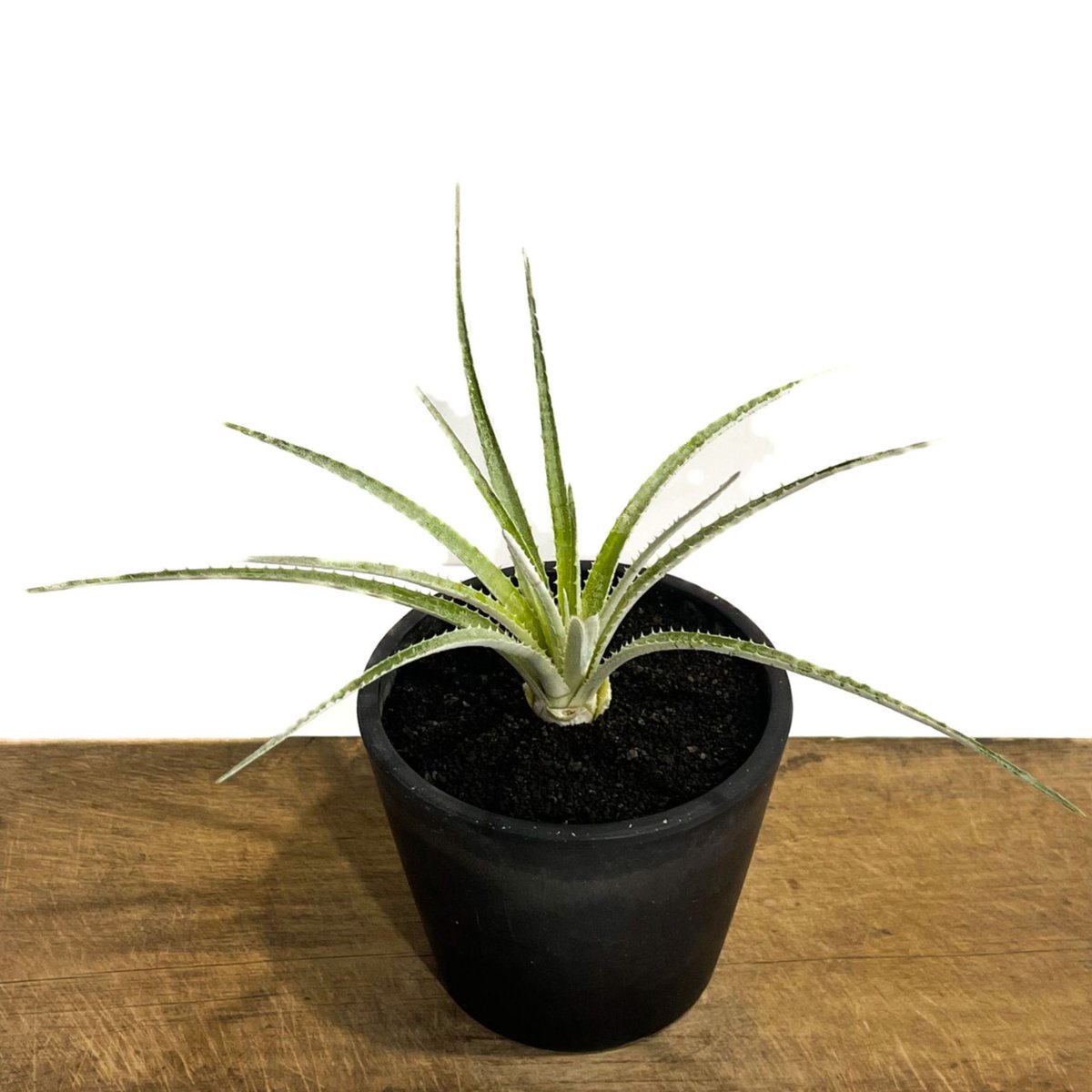 シンコラエア バールマルクシー「Sincoraea burle-marxii」2/3 シンコラエア バールマルクシー「Sincoraea burle-marxii」2/3