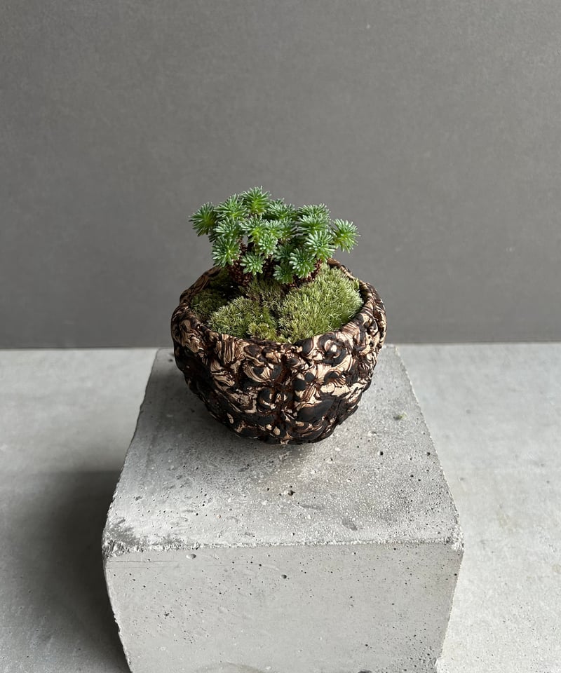 セダム 小松緑(こまつみどり) + plantsmonsters pot「Sedam mult