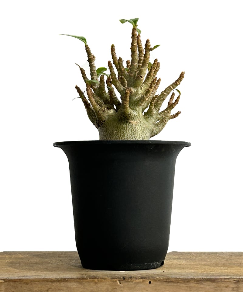 アデニウム スーパードワーフ 「Adenium super dwarf」11/10