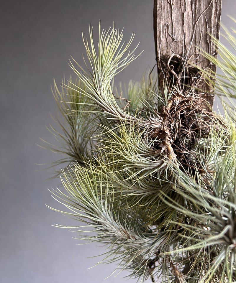 ティランジア フンキアナ クランプ 「Tillandsia funckiana clump」1