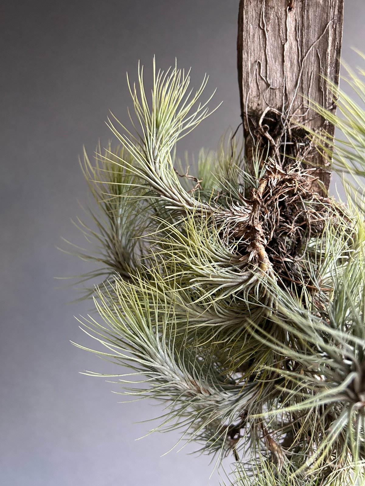 ティランジア フンキアナ クランプ 「Tillandsia funckiana clump」1