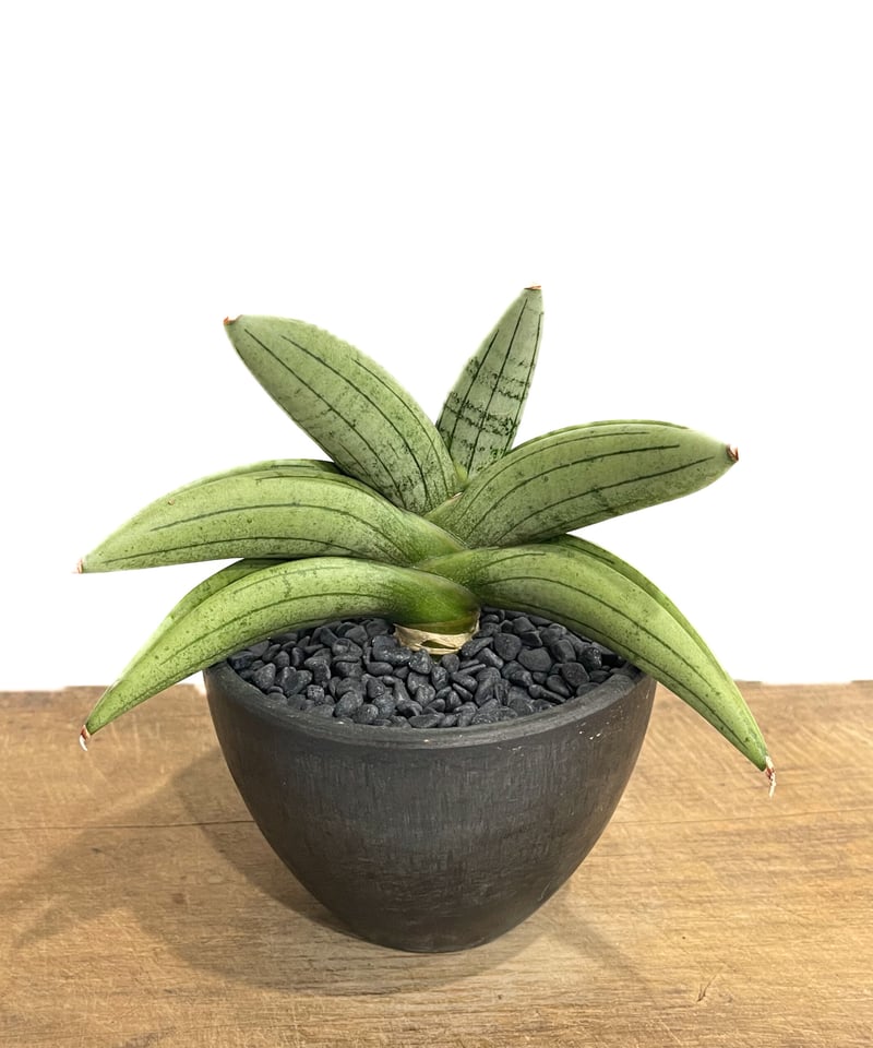 サンセベリア ミーディー 「Sansevieria Mee Dee (by Unyamanee