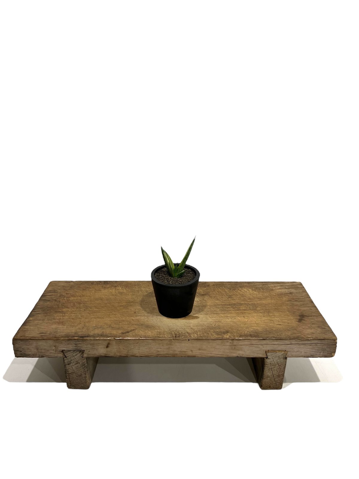 サンセベリア ボンセレンシス スノー ホワイト 「Sansevieria