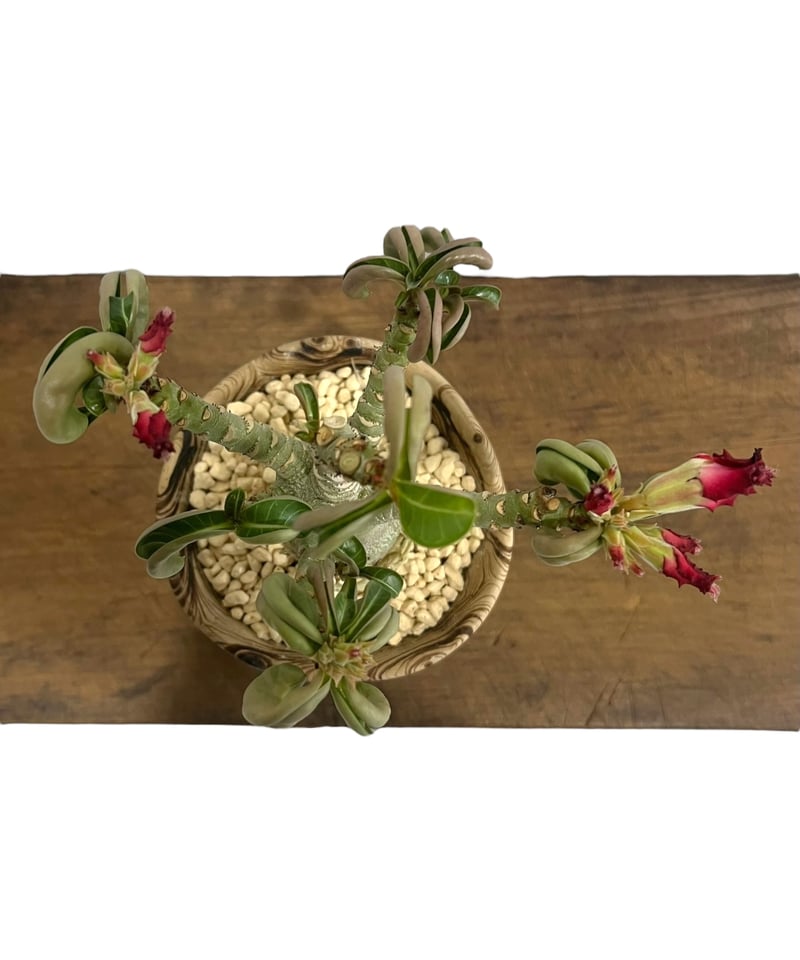 アデニウム メデューサD.H.A (獅子葉) + plantsmonsters pot 「Ad