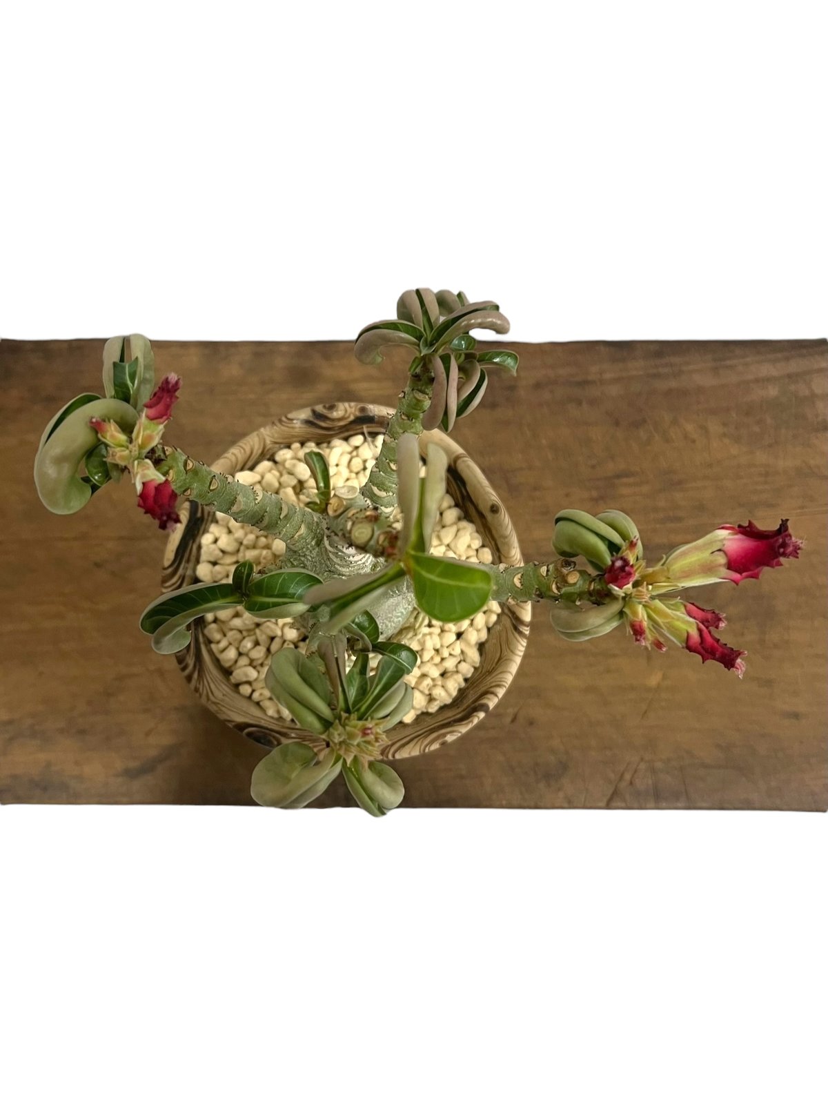 チッチ【獅子葉/DHA】ドセットホーン アデニウム メデューサ 鉢植え11 アデニウム メデューサD.H.A (獅子葉) + plantsmonsters pot 「Ad