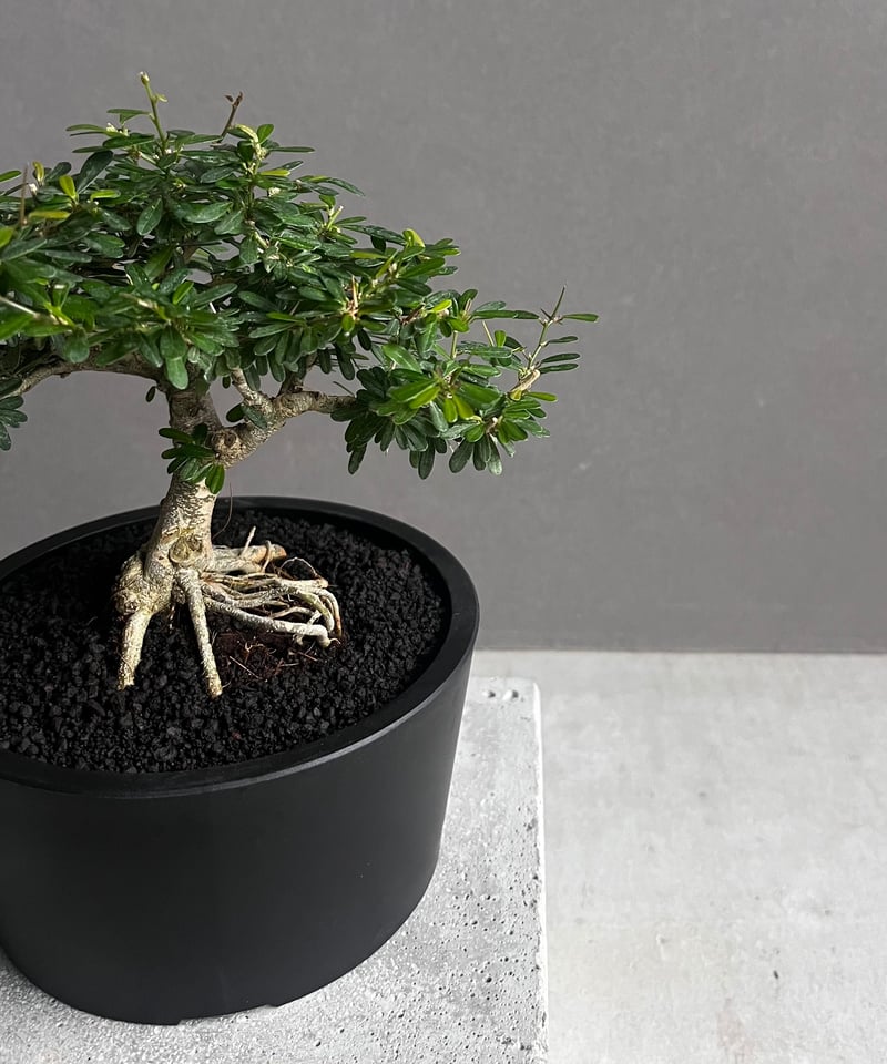 うち” 盆栽 「“UCHI” BONSAI 」76A | SHOUCHIKUEN