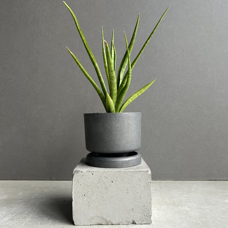 サンスベリア | STORES