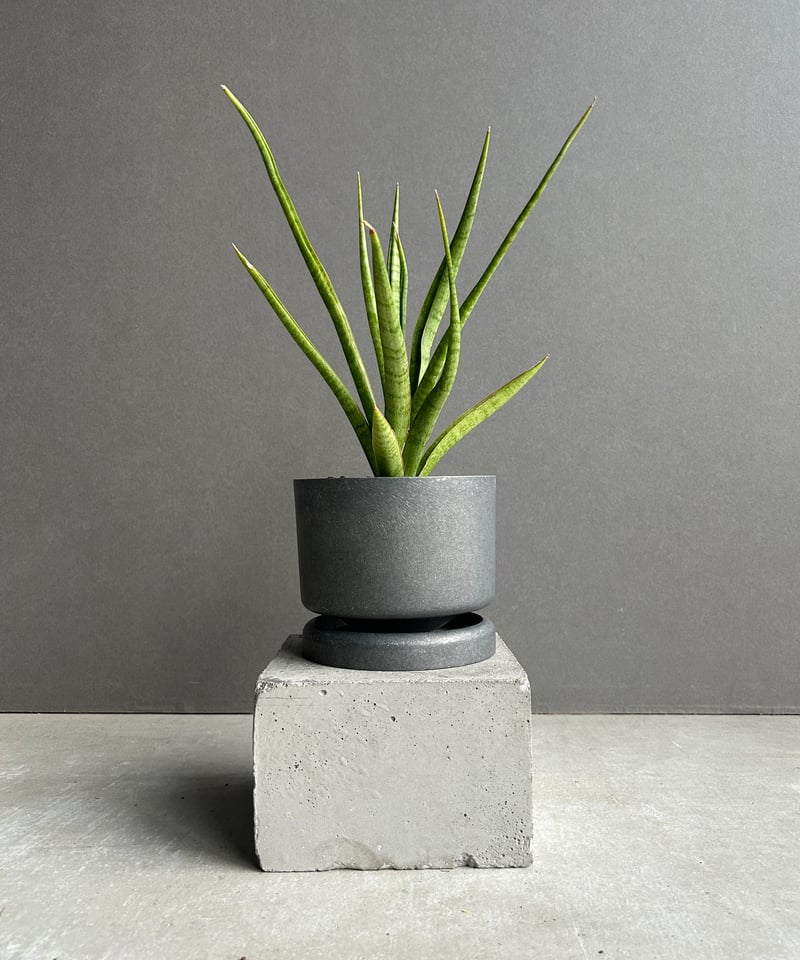 サンスベリア・コヨーテ サンセベリア コヨーテ+STAND BY ME POT 「Sansevieria Coyote