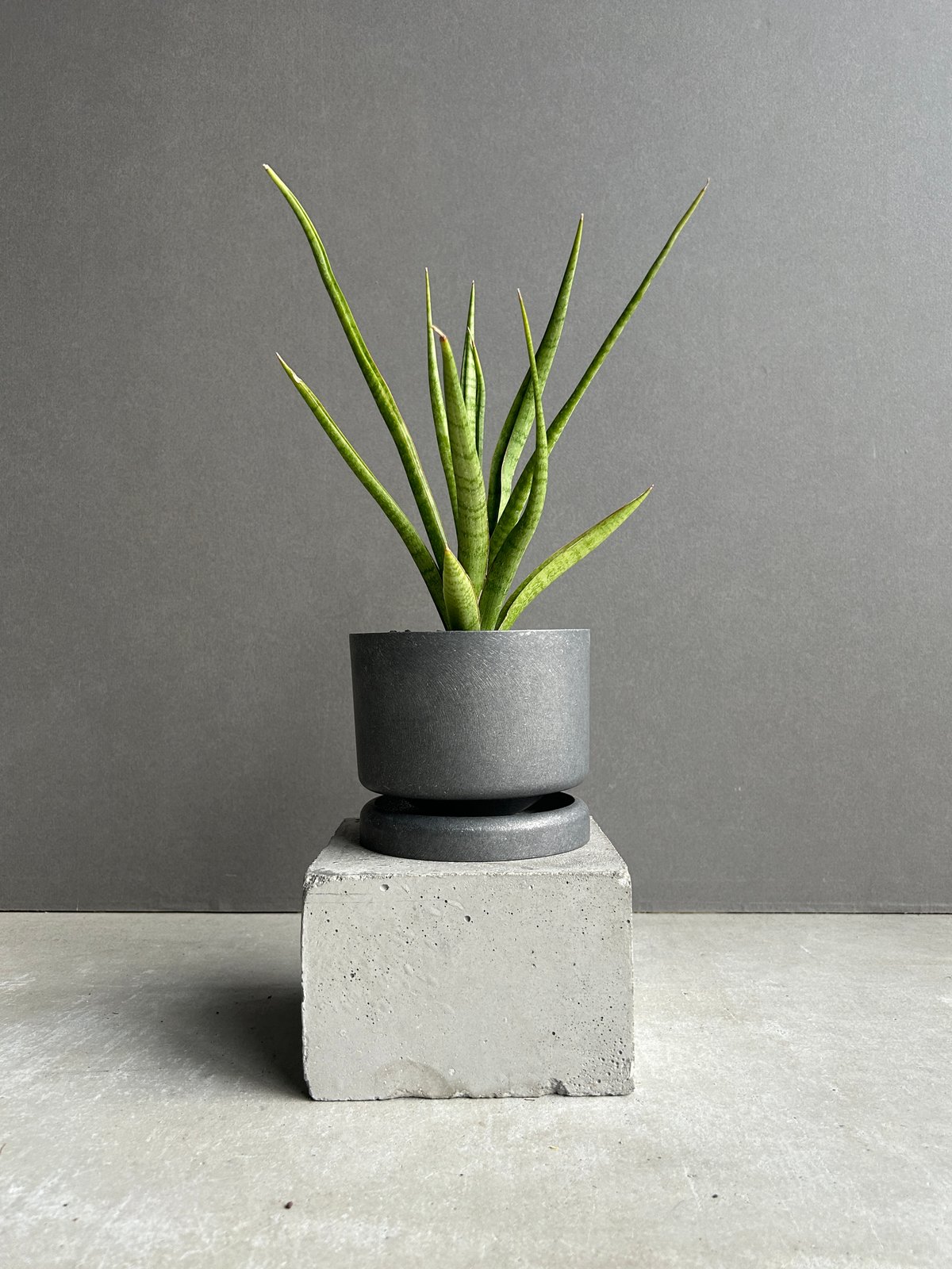 サンセベリア コヨーテ+STAND BY ME POT 「Sansevieria Coyote
