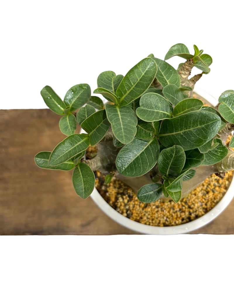 アデニウム アラビカム スーパー ドワーフ タイプ 「Adenium arabicum