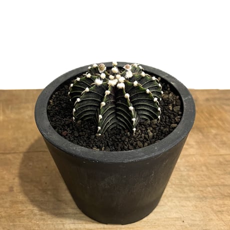 ギムノカリキウム  フリードリヒ “VOS1241” KG 「Gymnocalycium friedrichii “VOS1241” KG 」80D-1