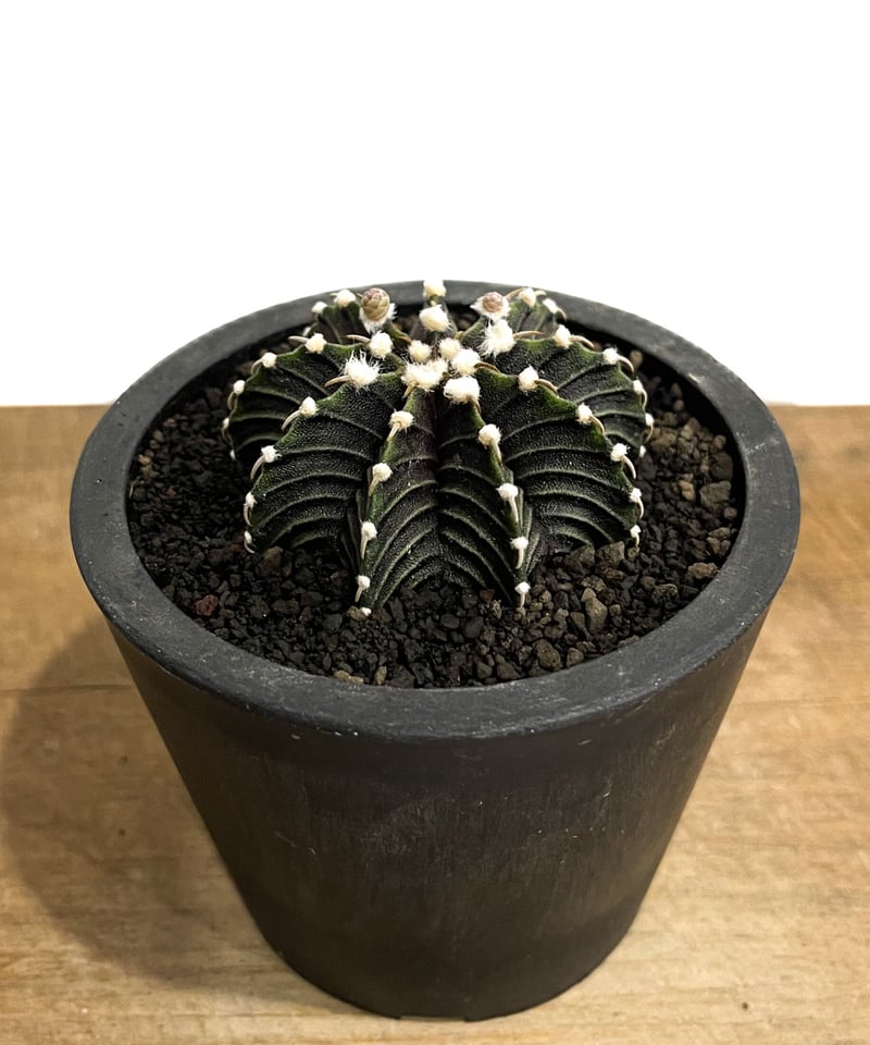 ギムノカリキウム フリードリヒ “VOS1241” KG 「Gymnocalycium fr ギムノカリキウム フリードリヒ “VOS1241” KG 「Gymnocalycium fr