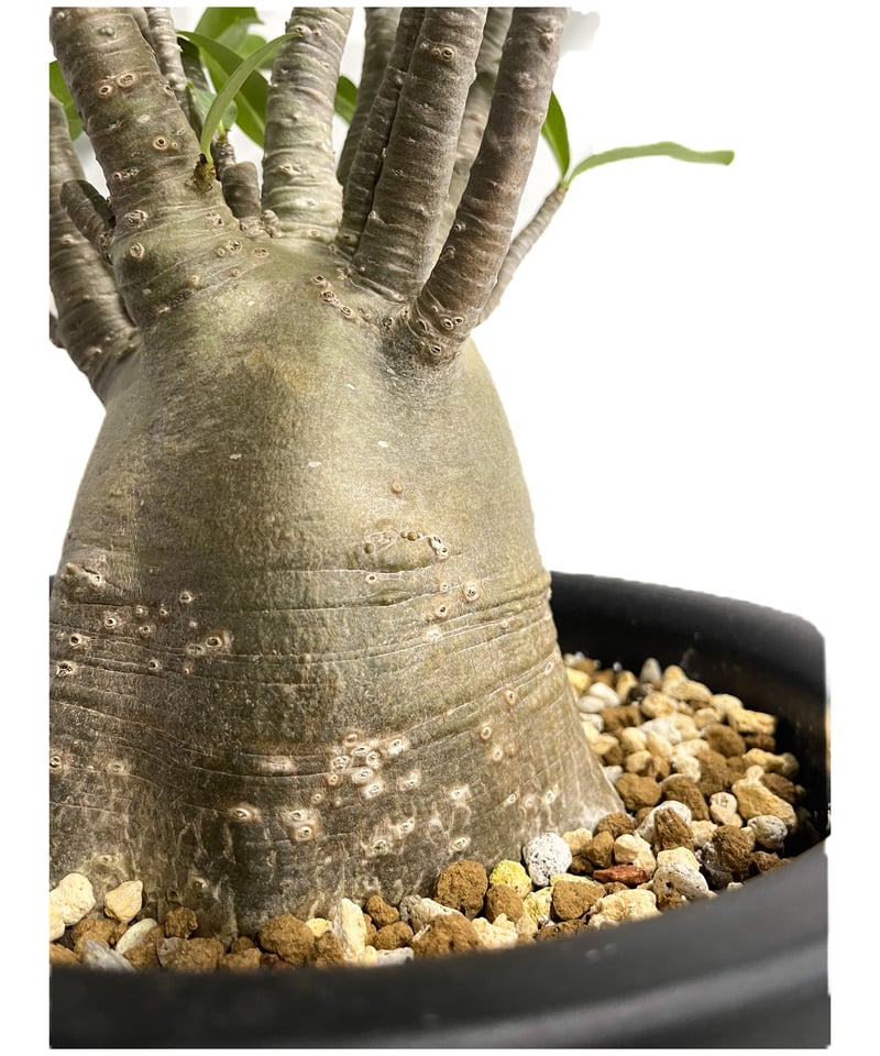 アデニウム アラビカム バオバブスタイル「Adenium arabicum 'Baobab S