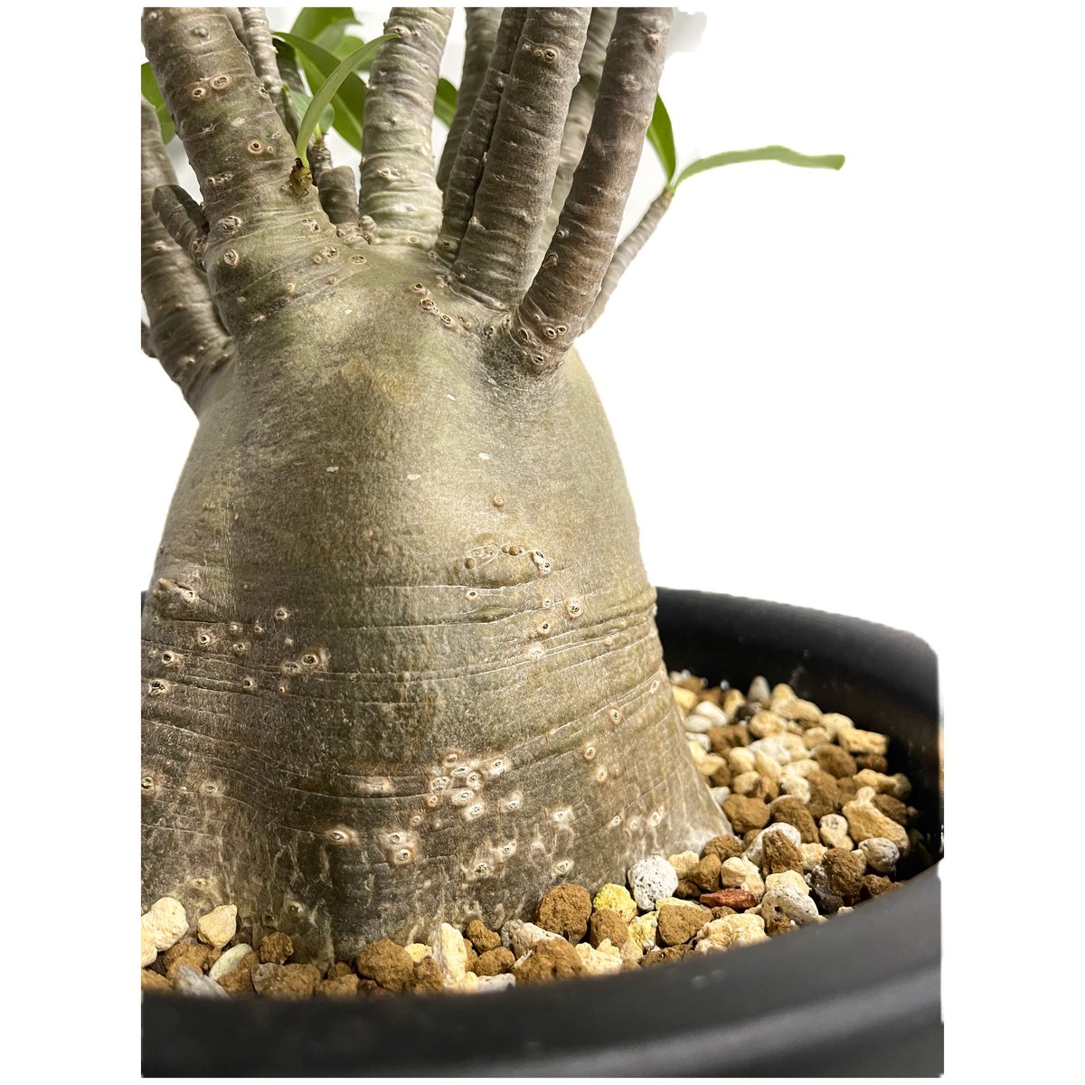 アデニウム アラビカム バオバブスタイル「Adenium arabicum 'Baobab S