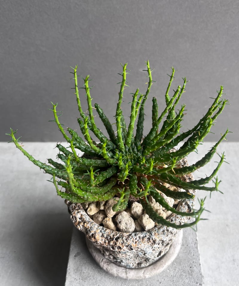 ユーフォルビア フラナガニー 「Euphorbia flanaganii」76E | SHOU