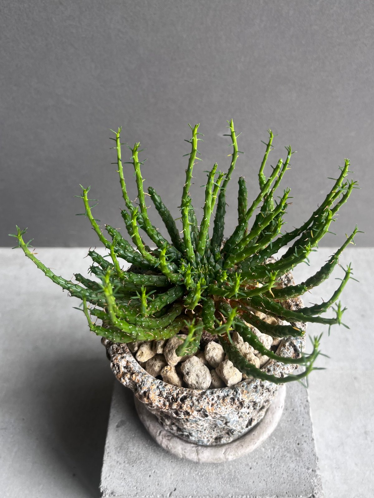 ユーフォルビア・フラナガニー ユーフォルビア フラナガニー 「Euphorbia flanaganii」76E | SHOU