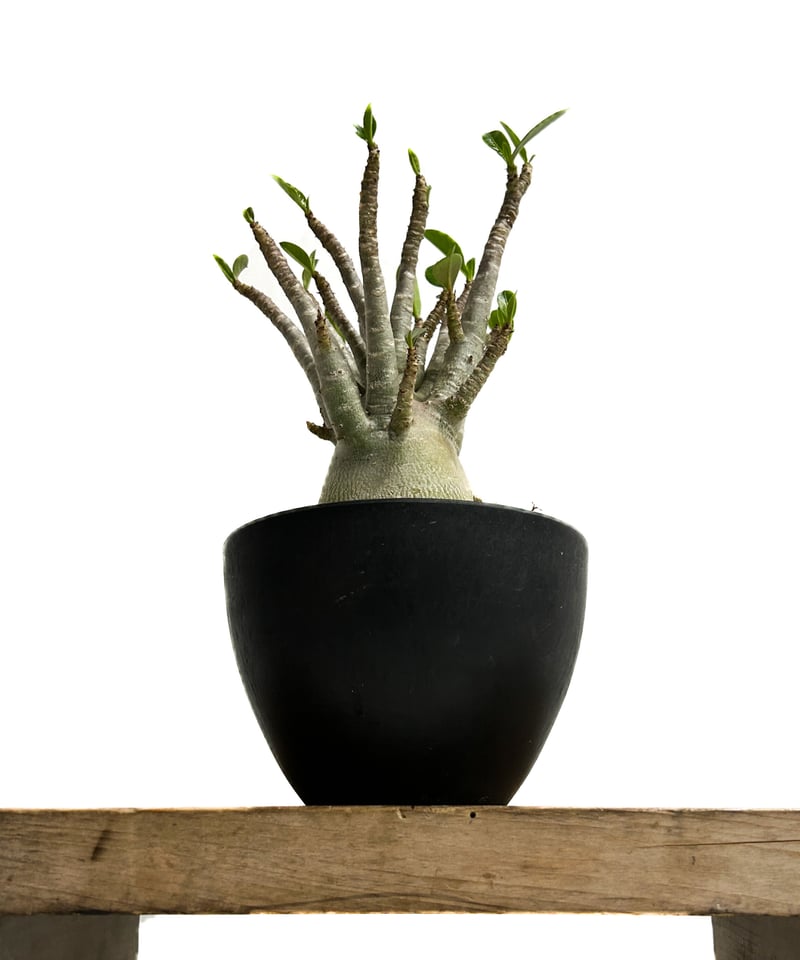 アデニウム アラビカム ハイブリッド 「Adenium arabicum hybrid 」3/