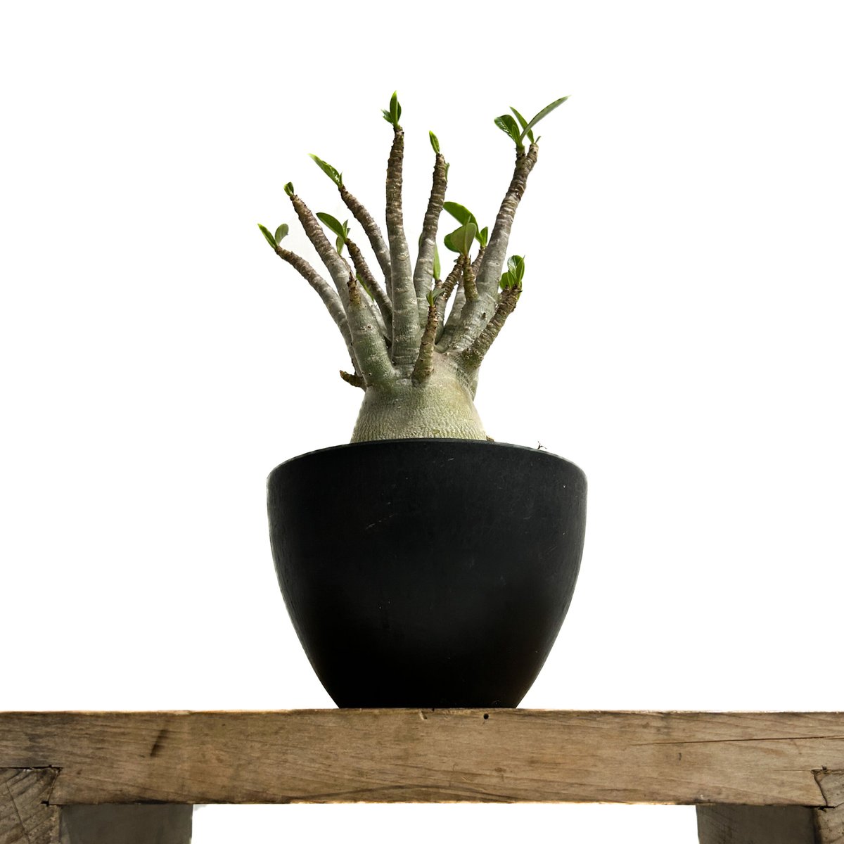 アデニウム アラビカム ハイブリッド 「Adenium arabicum hybrid 」3/