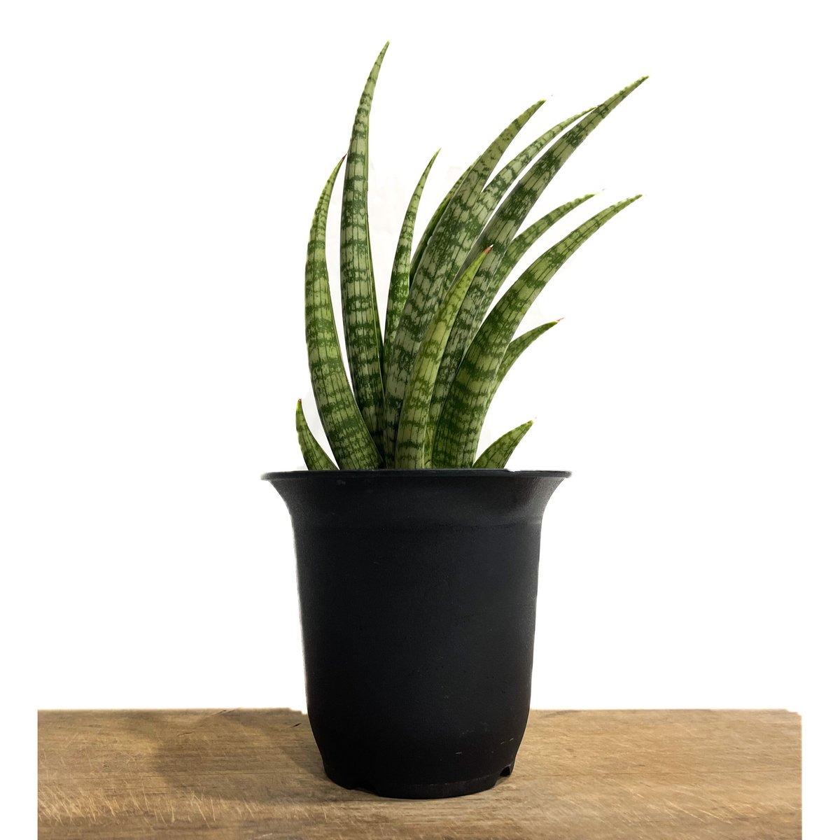 サンスベリア フローズンスローン サンセベリア sansevieria 園芸ネット本店｜サンセベリア：フローズンローズ 2.5号鉢植え の通販 サンスベリア