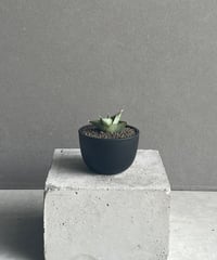 サンセベリア アンヤマニー ハイブリッド  「Sansevieria Unyamanee Hybrid」42N