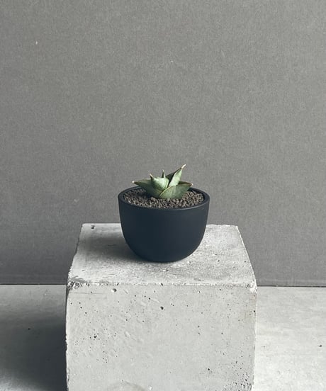 CATEGORY サンセベリア | SHOUCHIKUEN