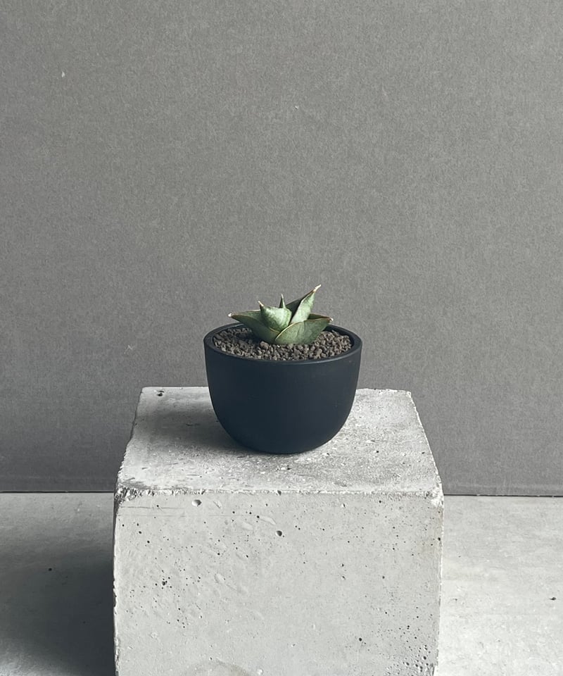 サンセベリア アンヤマニー ハイブリッド 「Sansevieria Unyamanee Hy