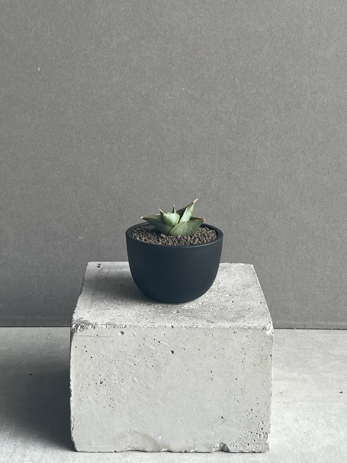 サンセベリア アンヤマニー ハイブリッド 「Sansevieria Unyamanee Hy