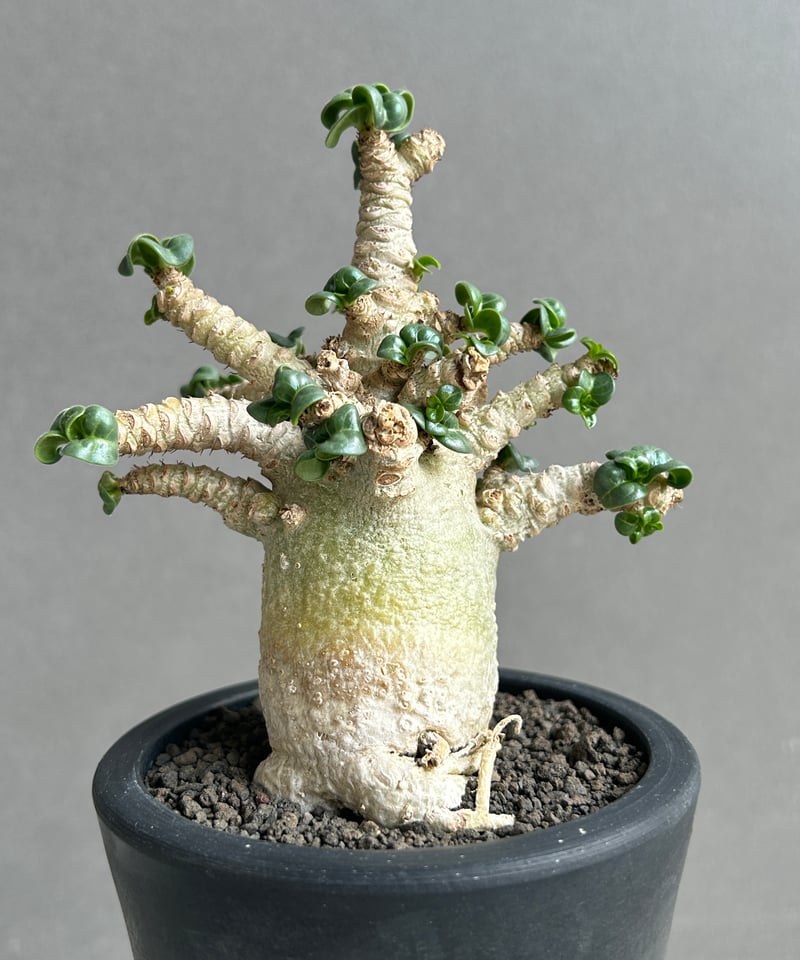 アデニウム メデューサ D.H.A (獅子葉) “選抜個体” 「Adenium