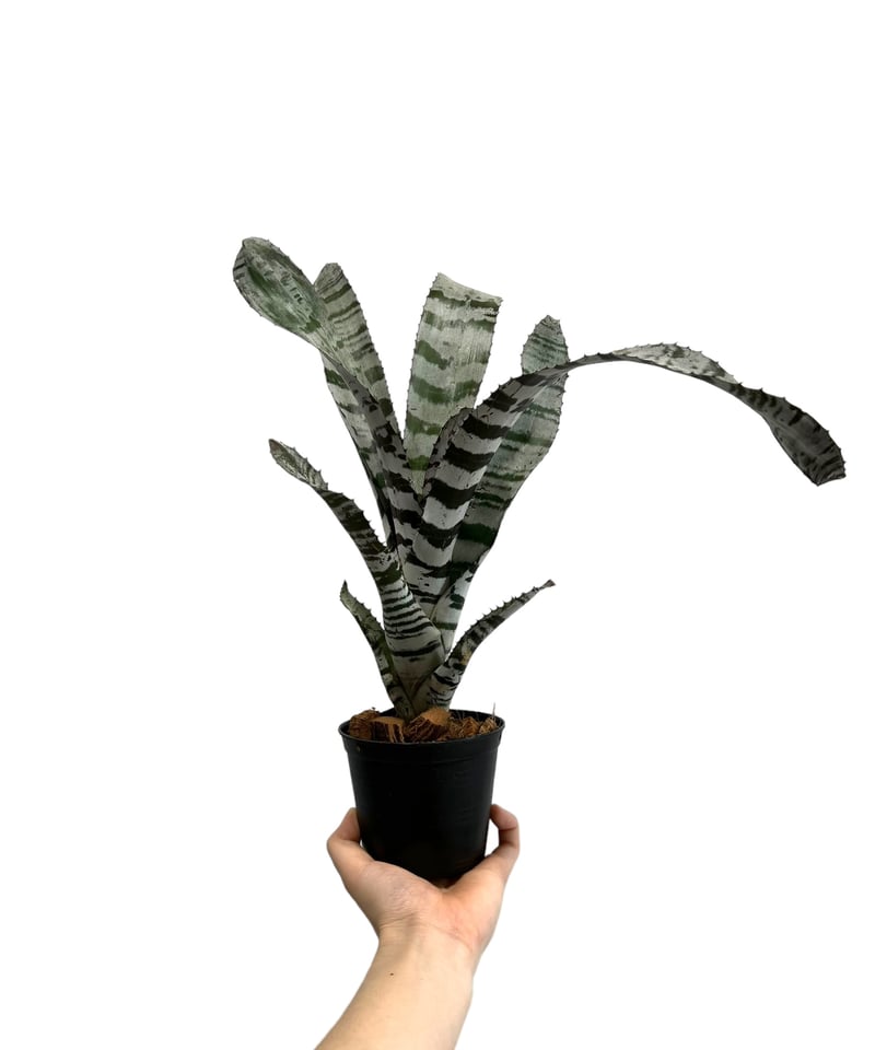 エクメア チャンティニー エボニー 「Aechmea chantinii Ebony」87H