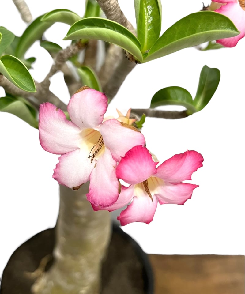 【ZMAT】アデニウム アラビカム ゴジ バオバブタイプ ＋ V2ハック ZMAT様 専用】アデニウム アラビカム ゴジ バオバブタイプ ＋ V2ハック