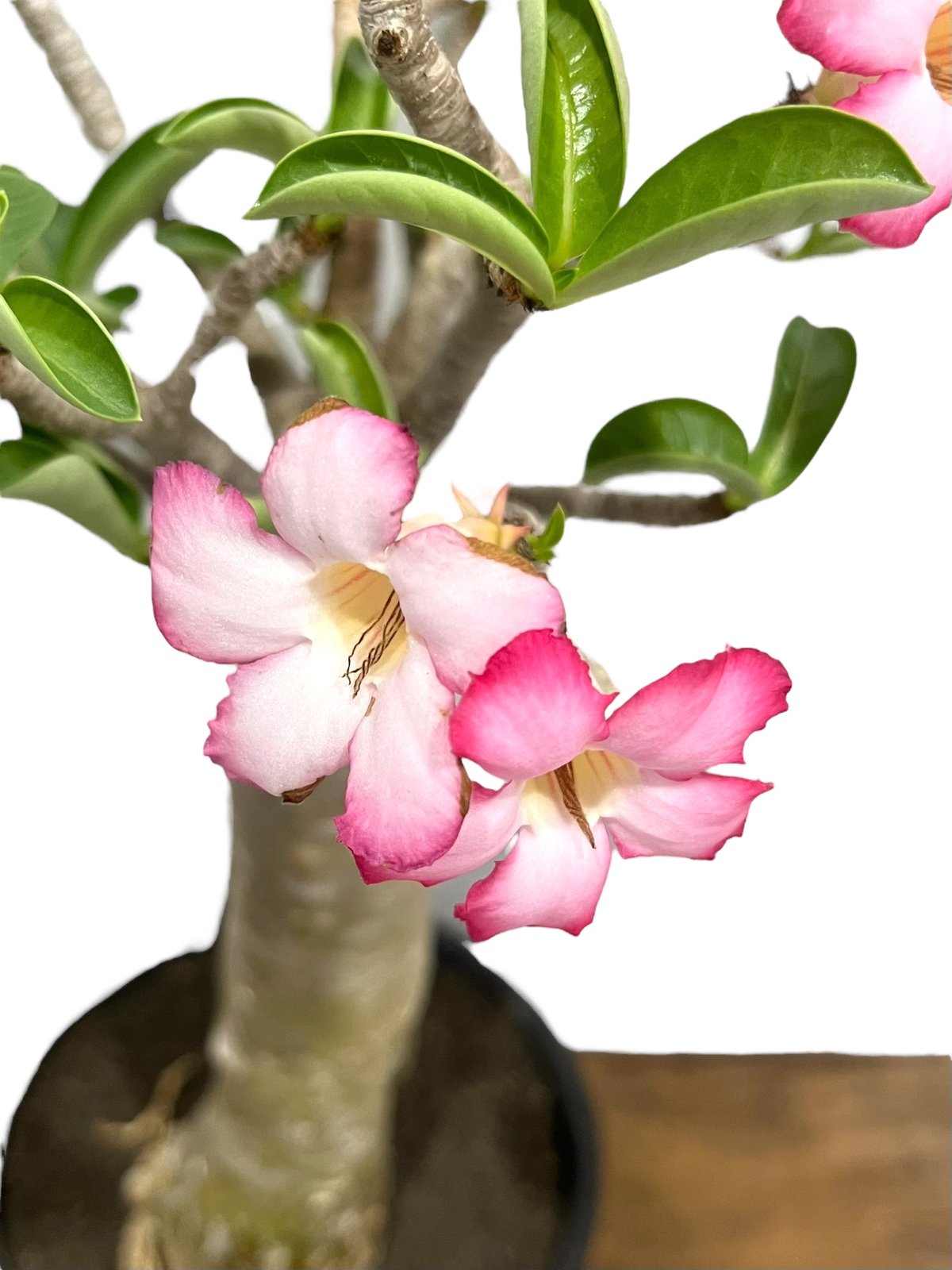 ZMAT様 専用】アデニウム アラビカム ゴジ バオバブタイプ ＋ V2ハック